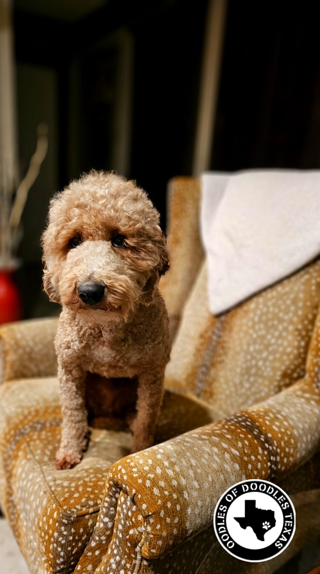 Duke-Sire