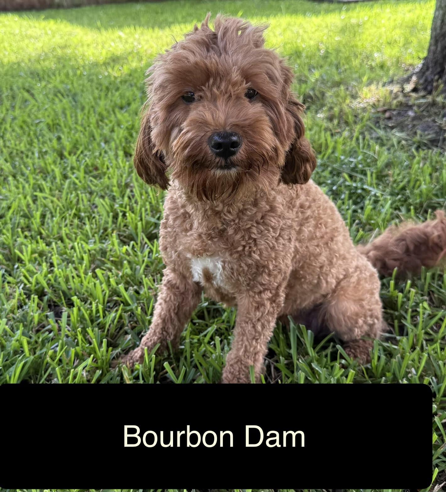 Bourbon -Dam
