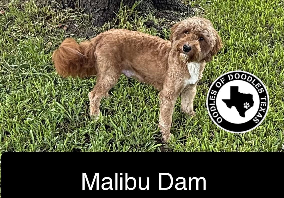 Malibu – Dam