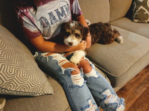 Hypoallergenic Doodle