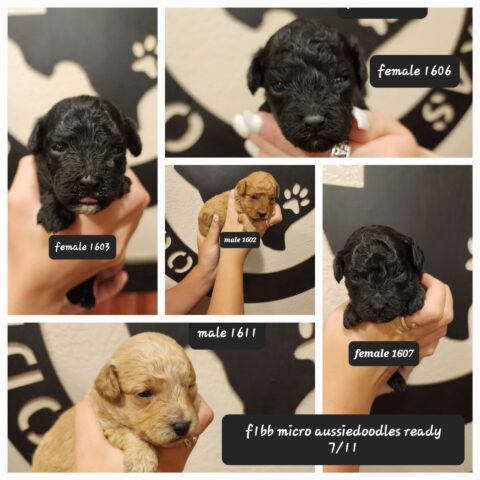 Hypoallergenic Doodle