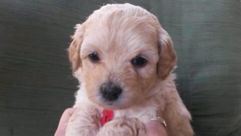 Best Goldendoodle Breeder Houston Best Goldendoodle Breeder Houston