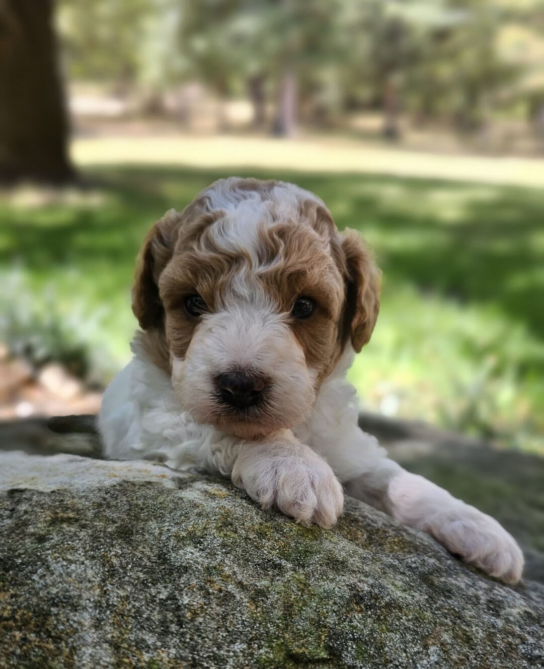 Mini Micro Aussiedoodles Mini Micro Aussiedoodles