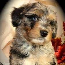 mini micro aussidoodle Mini Micro Aussiedoodle